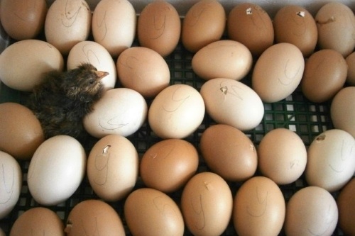 Заказать яйцо инкубационное кур-несушек (ассортимент)