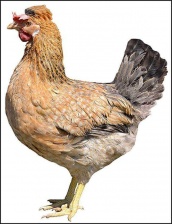 Инкубационное яйцо кур ДОМИНАНТ Красный полосатый хохлатый (ГС 459) с салат. яйцом