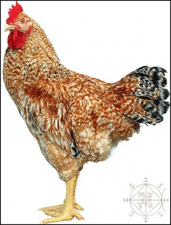 Инкубационное яйцо кур ДОМИНАНТ Красный Полосатый (Д 159) петух фото