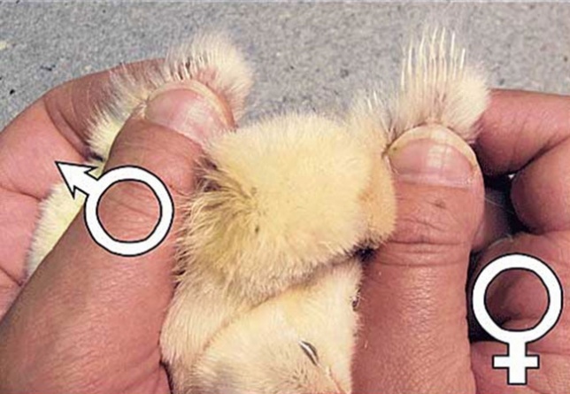 Инкубационное яйцо кур ДОМИНАНТ Леггорн (Д 229) половое различие фото