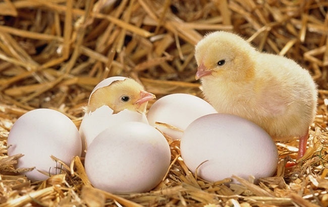 Инкубационное яйцо кур ДОМИНАНТ Леггорн (Д 229) цыплята фото
