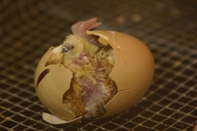 Яйцо инкубационное кур-несушек (ассортимент) вылупление
