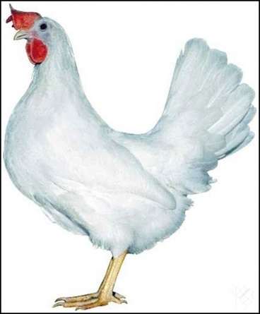Инкубационное яйцо кур ДОМИНАНТ Леггорн (Д 229) курица яйценоская фото