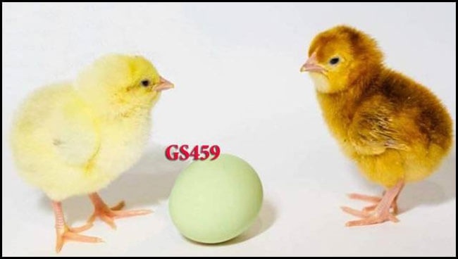 Купить яйцо инкубационное ДОМИНАНТ Красный полосатый хохлатый (ГС 459) с салатовым яйцом