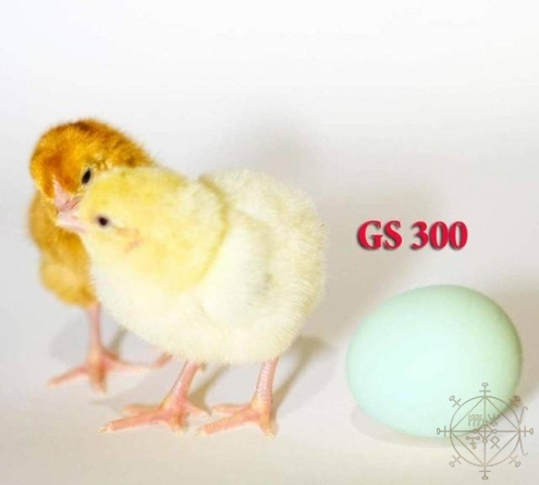 Инкубационное яйцо кур ДОМИНАНТ Куропатчатый хохлатый (ГС 300) с голубым яйцом купить