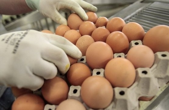 Купить яйцо инкубационное кур-несушек (ассортимент)