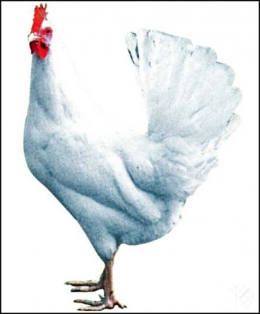Инкубационное яйцо кур ДОМИНАНТ Леггорн (Д 229) курица фото